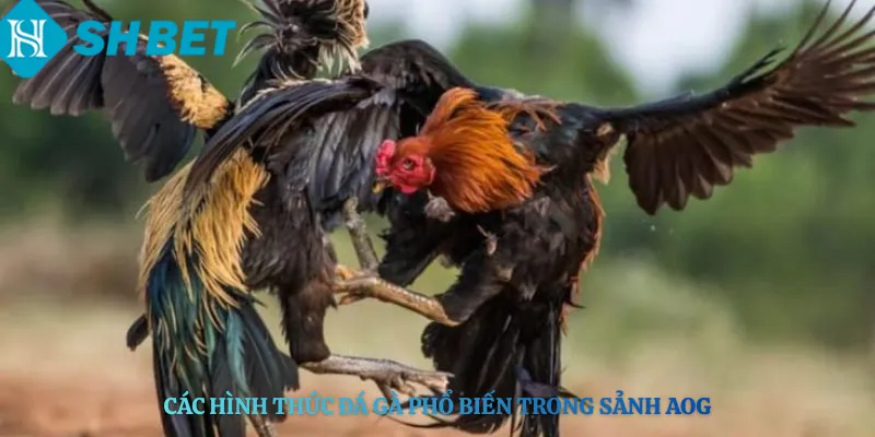 Các Hình Thức Đá Gà Phổ Biến Trong Sảnh AOG