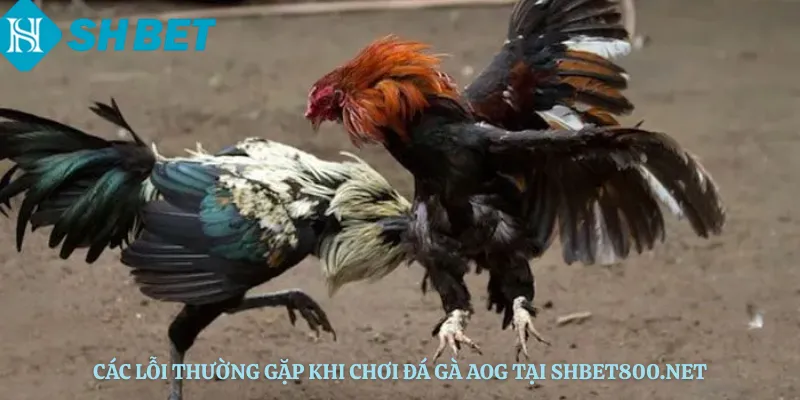 Các Lỗi Thường Gặp Khi Chơi Đá Gà AOG Tại SHBet800.net