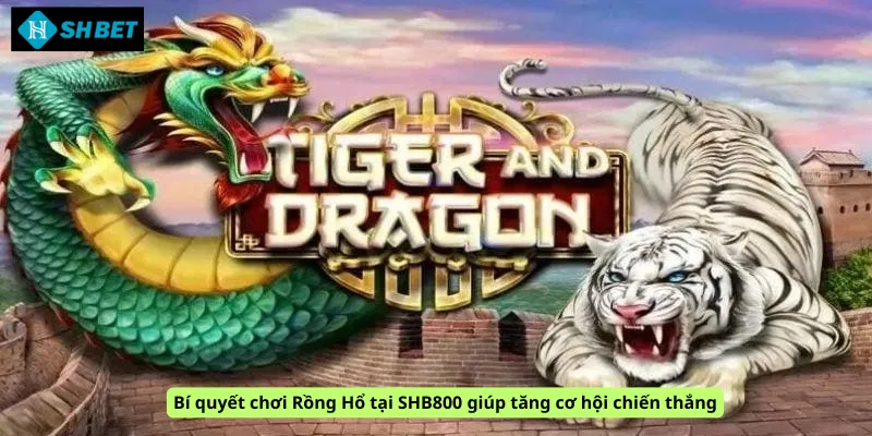Bí quyết chơi Rồng Hổ tại SHB800 giúp tăng cơ hội chiến thắng